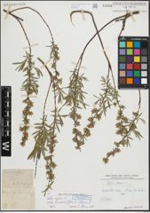 Foto von Salix repens subsp. rosmarinifolia (L.) Andersson